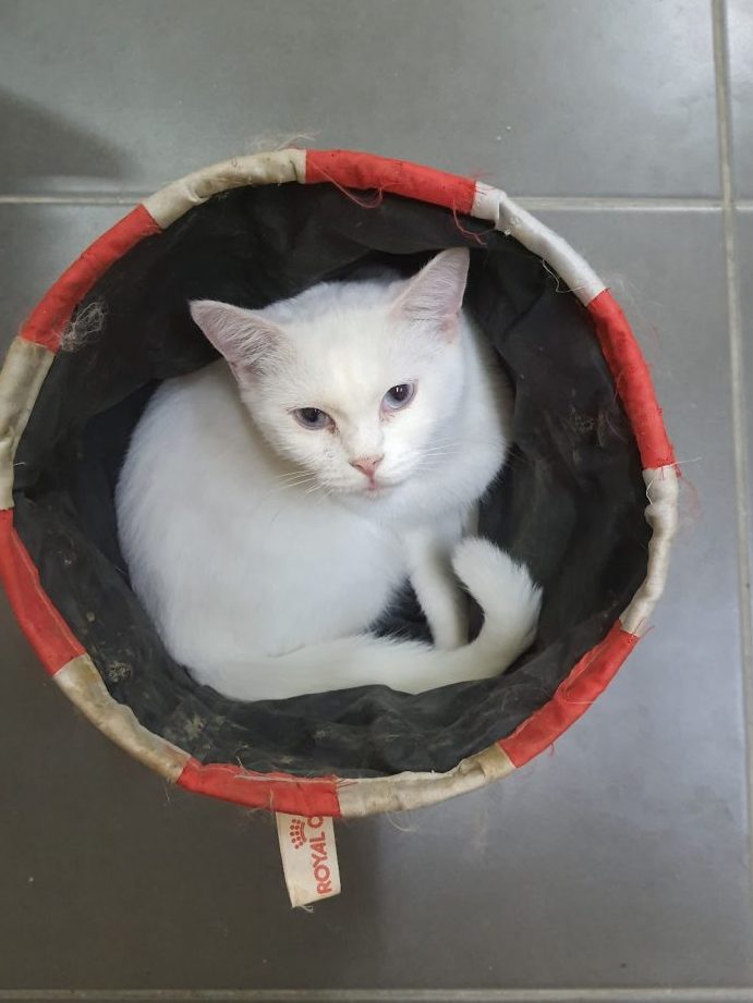 Ami petz shop sandakan 1 ami petz shop sandakan