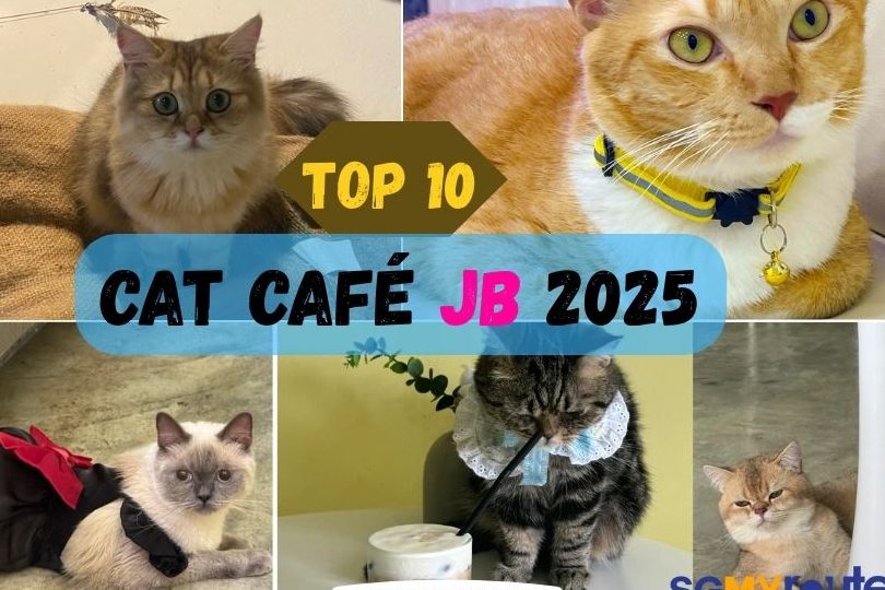 Barelang De Kucing | Cat Shop in Johor Bahru & Singapore Services 1 barelang de kucing cat shop in johor bahru singapore services