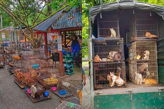 Bustana Kucing Perlis 1 bustana kucing perlis