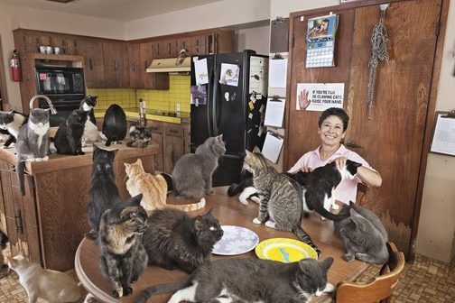 Cat lady 1 cat lady