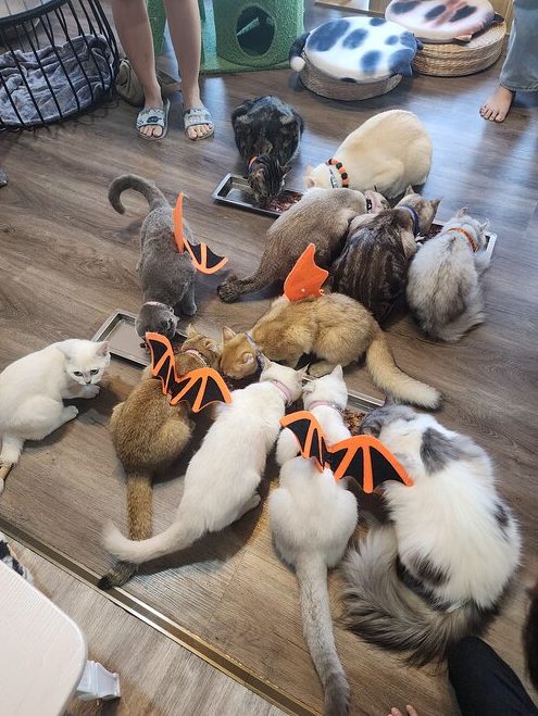 Caturday Studio 1 caturday studio