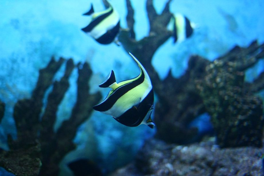 Chang Aquarium Tropical Fish 1 chang aquarium tropical fish