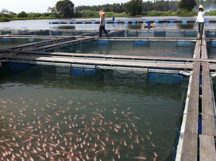 CHC Fish Farm & Trading Sdn.Bhd 1 chc fish farm trading sdn bhd