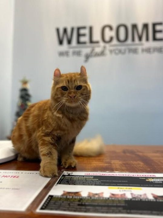 ckycatshop