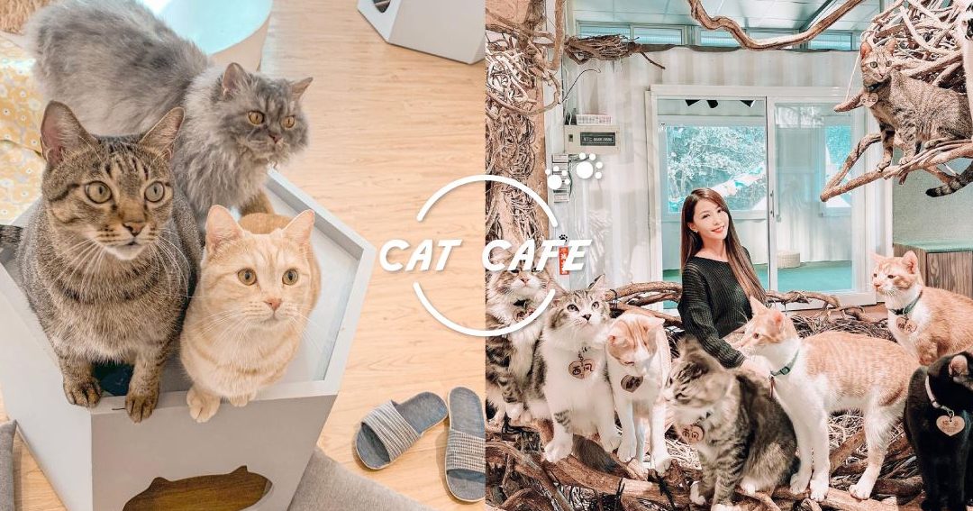 Coffee Cats Eatery / 咖啡猫小食馆 1 coffee cats eatery e59296e595a1e78cabe5b08fe9a39fe9a686
