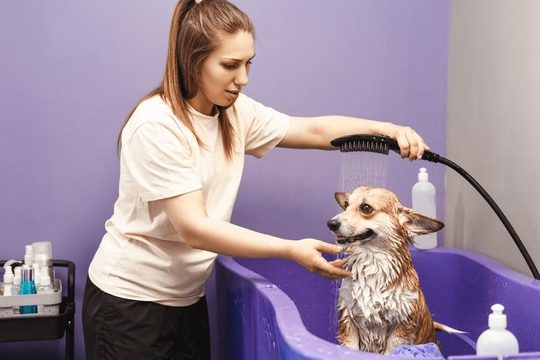 Cute Pet Beauty Salon 1 cute pet beauty salon