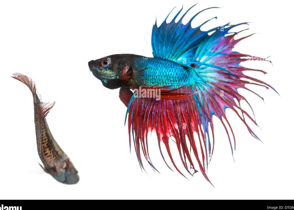 dancebetta trading