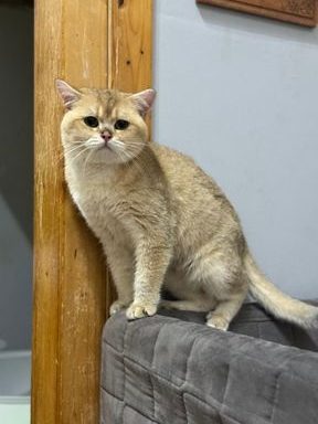 DeCAT Pet Shop 1 decat pet shop