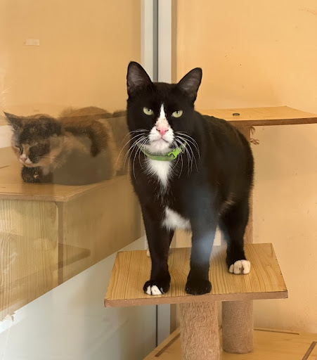 Meow Inn Cat Boarding Meow Inn Cat Boarding