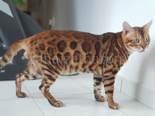 Rohaizatharon Bengal Cat no 47 kg padang air masin