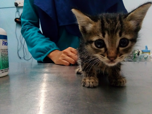 Klinik Haiwan Cenang Klinik Haiwan Cenang