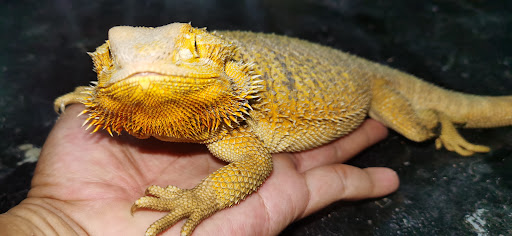 Reptile Petshop By Raptor Riot