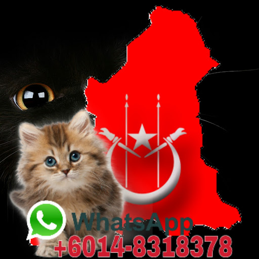Kelantan's Cat House