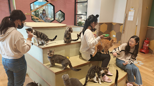 Puchi Marry Cat Cafe Lalaport Store Puchi Marry Cat Cafe Lalaport Store