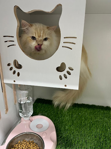 Vstar Petshop Melaka Vstar Petshop Melaka