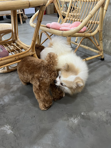 Momota Pet Grooming 宠物美容 Momota Pet Grooming 宠物美容