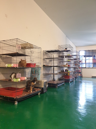 BOBOY CAT CENTRE JERANTUT