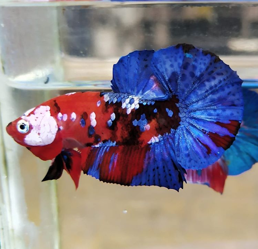 Temerloh Betta Temerloh Betta