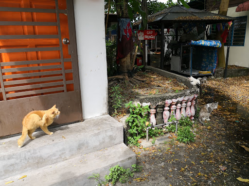 Cat Beach Sanctuary 猫沙滩 Cat Beach Sanctuary 猫沙滩