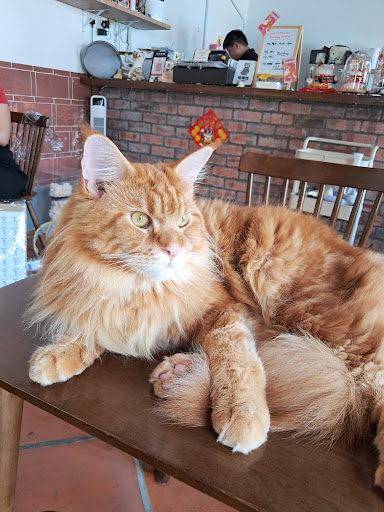 CATONOMY CATONOMY