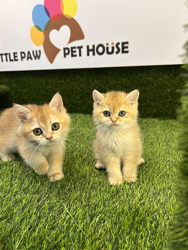 Little Paw Pet House Little Paw Pet House