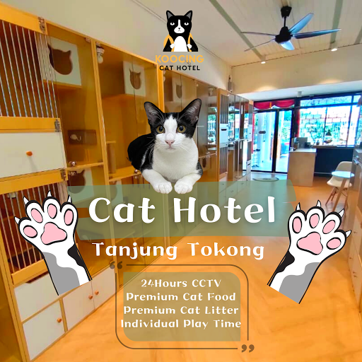 Koocing Cat Hotel & Cat Grooming