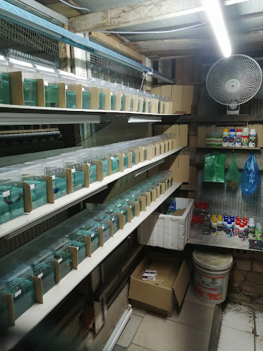Bushido Betta Farm Bushido Betta Farm