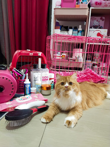 MISSKITTYCATSHouse