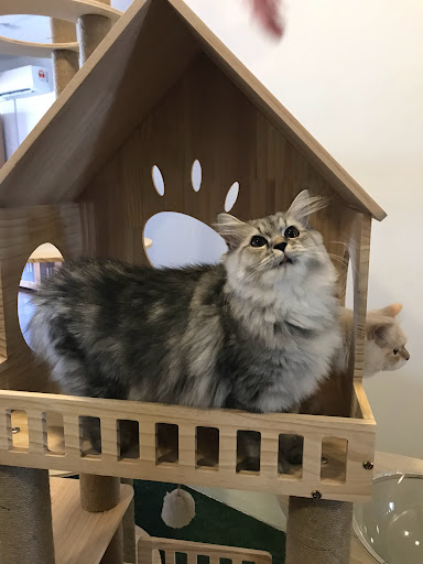 The Catton Cat Hotel & Spa Putrajaya