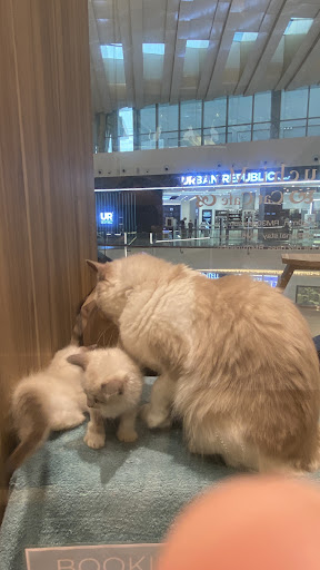 Cat Cafe Puchi Marry IOI City Mall