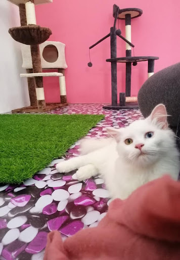 Dg.CatHouse Dg.CatHouse