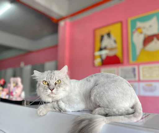 Nana Wondercatz Putatan Nana Wondercatz Putatan