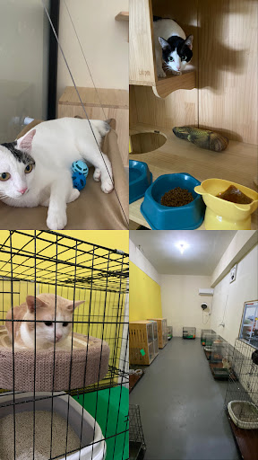 Boby Cat Station (Accesories, cat hotel & cat grooming)