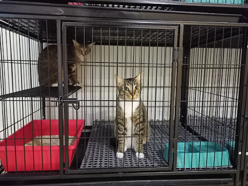 Feline Fancy Cat Hotel
