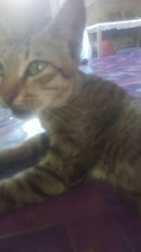 NK Cat Grooming Salon