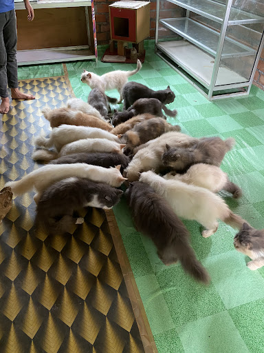 Cat Nature Park