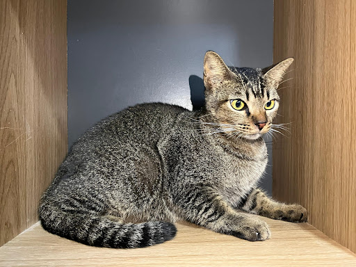 Catpenski Cat Grooming & Hotel