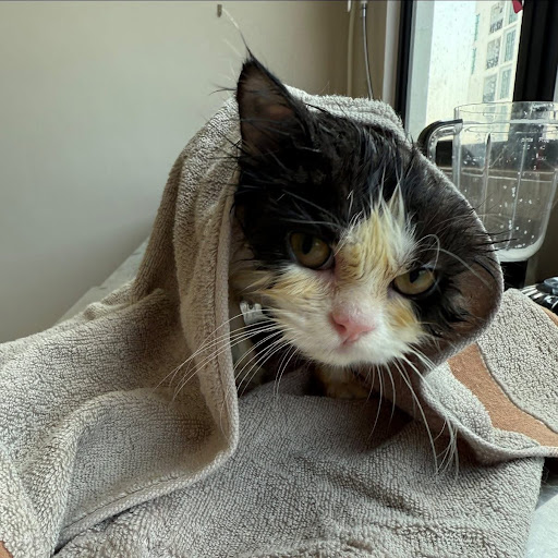 Haomao Cat Hotel & Grooming