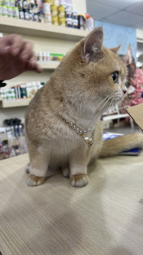 JJ Pet Shop Miri @ Pujut