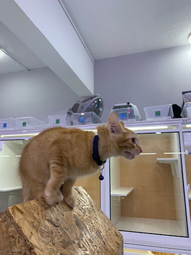 Catswell - Premium Cat Hotel, Cat Care, Cat Grooming & Cat Boarding @ Ampang, Selangor