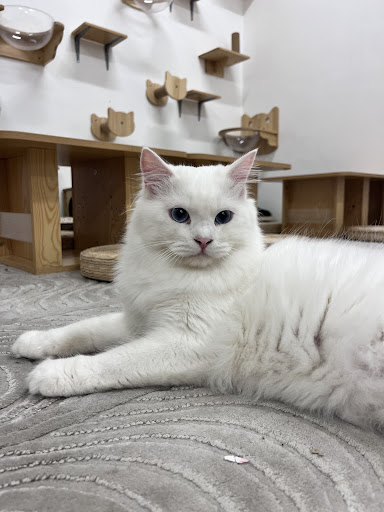 Purrista PJ Cat cafe Purrista PJ Cat cafe