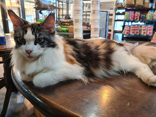 Petsarecute Damansara