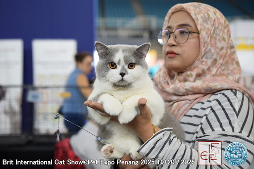 Purrfect Palace Hotel & Grooming