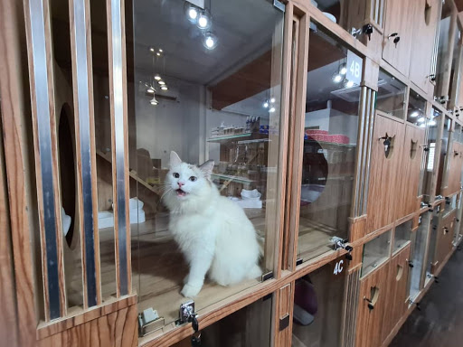 Catorameow Catorameow
