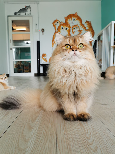 Meow and Me Cat Grooming Service