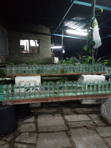 Ery Betta Besut Terengganu