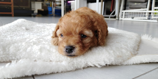 麻坡得意宠物店 Muar Funny Pet Shop 麻坡得意宠物店 Muar Funny Pet Shop
