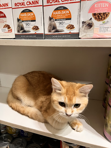 Meow Furry Shaded Cattery pet shop (kitten n cat kucing ) Meow Furry Shaded Cattery pet shop (kitten n cat kucing )