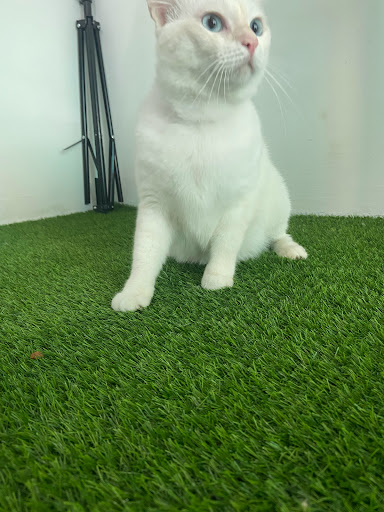 MUEZA NEKO PET SHOP & CARE MUEZA NEKO PET SHOP & CARE
