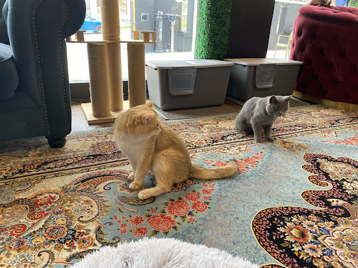Designer Cats Malaysia | Cat Cafe & Petting Zoo Designer Cats Malaysia | Cat Cafe & Petting Zoo